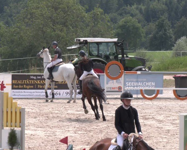 Springturnier Seewalchen 2025