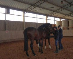 dressage horse Sandokan (German Sport Horse, 2011, from Sir Hayfield)