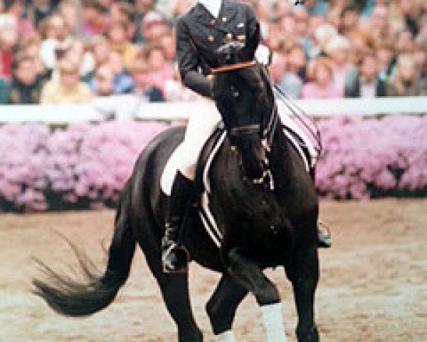 dressage horse Ganimedes 9 (Westphalian, 1978, from Grünhorn III)
