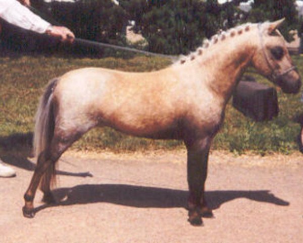 Deckhengst Sebastopol's Mon Cherie (Welsh Mountain Pony (Sek.A), 1990, von Ceulan Scamp)