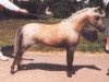 stallion Sebastopol's Mon Cherie (Welsh mountain pony (SEK.A), 1990, from Ceulan Scamp)