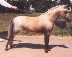 stallion Sebastopol's Mon Cherie (Welsh mountain pony (SEK.A), 1990, from Ceulan Scamp)