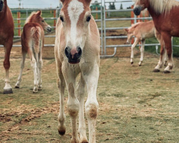 foal by Betty von Oberstöcken (Haflinger, 2025, from Bugatti)