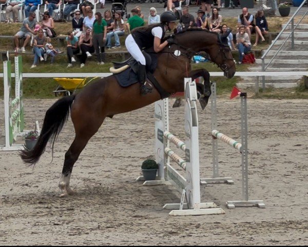 Springpferd Baloutaire's Bruno RS (Oldenburger Springpferd, 2020, von Baloutaire PS)