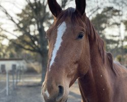 Pferd Nikolaus (Hannoveraner, 2016, von Niagara d'Elle)