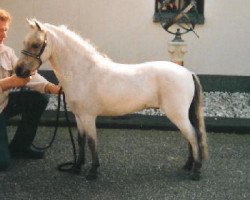 stallion Sebastopol's Sunny Boy (Nederlands Mini Paarden, 1995, from Sebastopol's Mon Cherie)