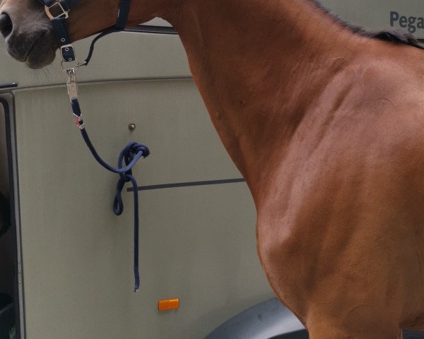 jumper Anderson B (Irish Sport Horse, 2011, from O-Piloth)