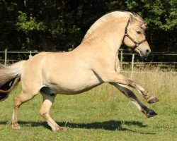 stallion Fafnir N.2725 (Fjord Horse, 2005, from Fjølestaen N.2681)