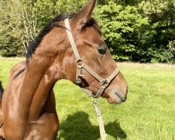 broodmare Miss Sunshine R (German Sport Horse, 2020, from Damontez)