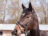 dressage horse Catching Fire Sn (Rhinelander, 2013, from Castellini)