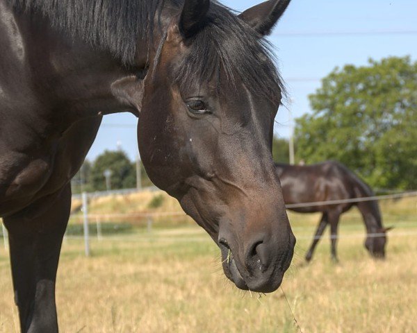 horse Felino 79 (Oldenburg, 2021, from Follow Him´s Schönweide)