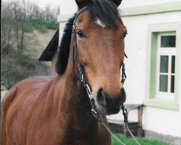 horse Bacardi (Westphalian, 1991, from Barring)