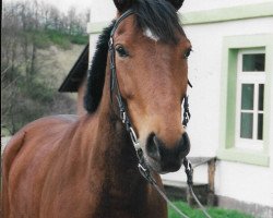 horse Bacardi (Westphalian, 1991, from Barring)