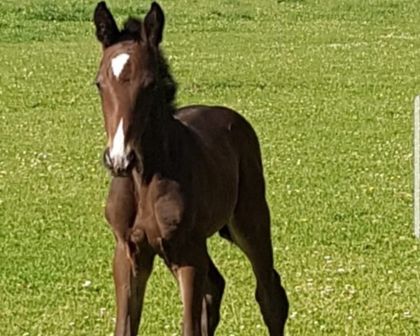 horse Royal Radiance (Oldenburg, 2022, from Royal Doruto OLD)