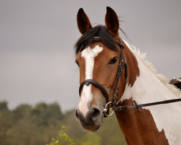 Pferd Gitarah (Oldenburger, 2012, von Southern Star)