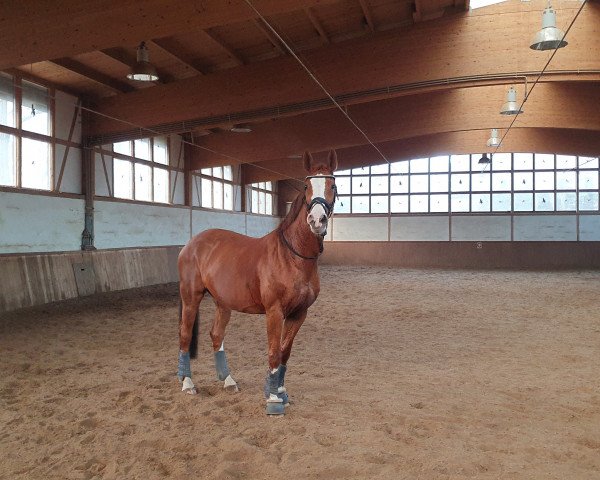 broodmare Sanny D (Mecklenburg, 2006, from Sancisco)