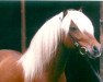 stallion Pá frá Laugarvatni (Iceland Horse, 1983, from Eiðfaxi frá Stykkishólmi)