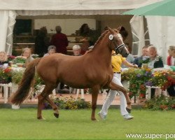 broodmare Drei Zwei Eins Meins (German Riding Pony, 2014, from Gleisberg Daiquiry)