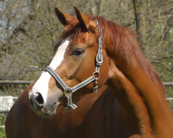 broodmare Boogie Woogie (Hanoverian, 2013, from Bretton Woods)