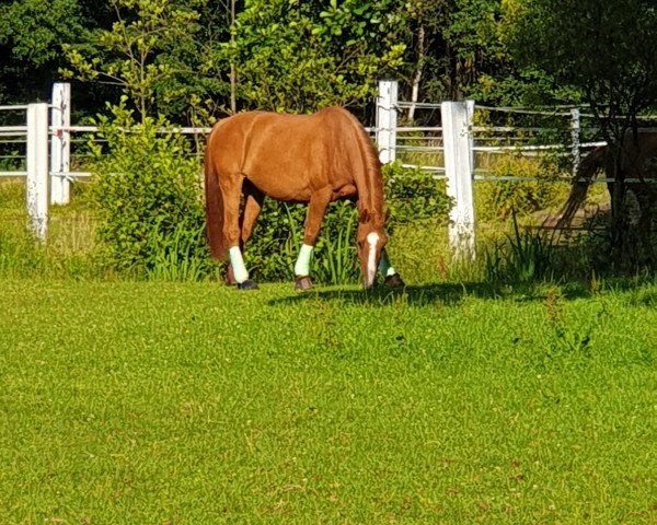 jumper Fred (Holsteiner, 2004, from Colman)