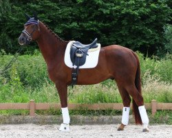 dressage horse Belludo (Oldenburg,  , from Bretton Woods)