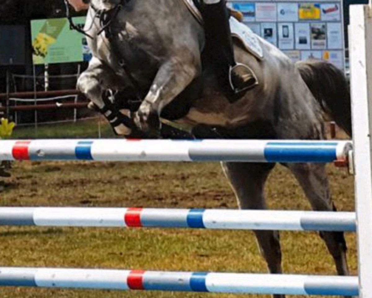 jumper Cordales 5 (Oldenburg show jumper, 2011, from Corlensky G)