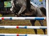 jumper Cordales 5 (Oldenburg show jumper, 2011, from Corlensky G)