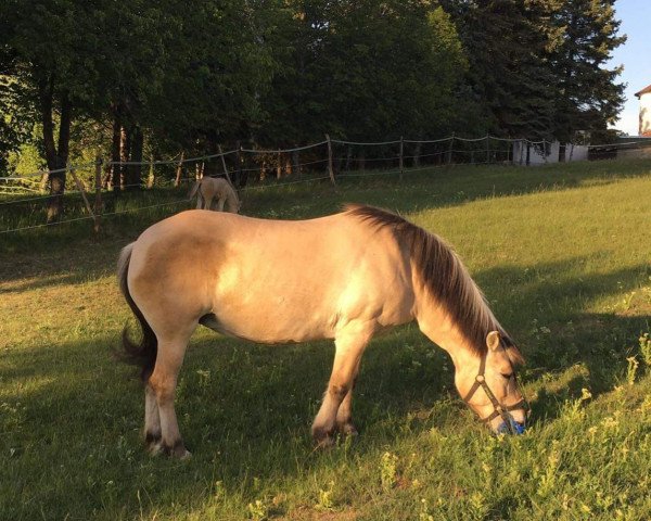 broodmare Josey (Fjord Horse,  )