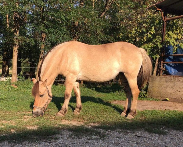 horse Justice (Fjord Horse, 2005, from Joram)