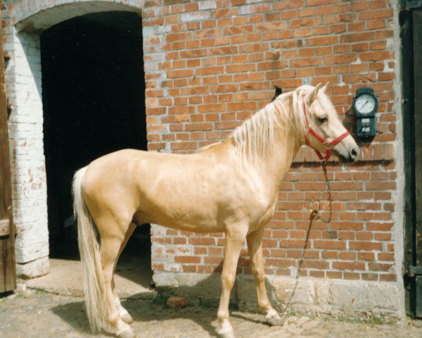 horse Scotch Whisky (Welsh-Pony (Section B), 1989, from Rock Grey Snob)