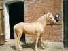 Pferd Scotch Whisky (Welsh Pony (Sek.B), 1989, von Rock Grey Snob)
