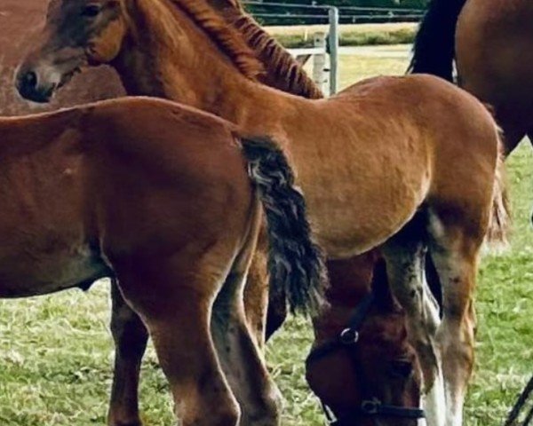 foal by Seaman FF (Mecklenburg, 2025, from Sir Polski xx)