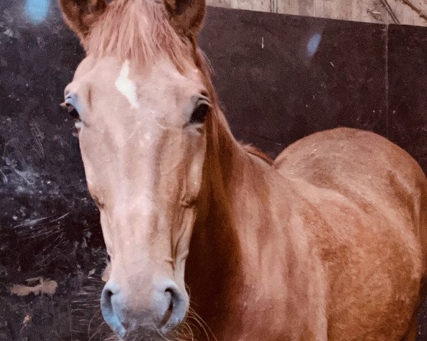 broodmare Bonnie (Hanoverian, 2010, from Bonifatius)