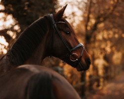 dressage horse K.C. Benjamin (unknown, 2015, from Barroso)