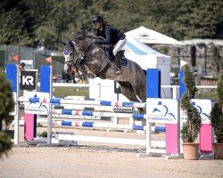 jumper Casimir Th (Westphalian, 2019, from Cascadello)