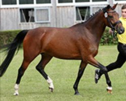 Zuchtstute Diwinowa Deluxe (Deutsches Reitpony, 2012, von Dance Star AT)