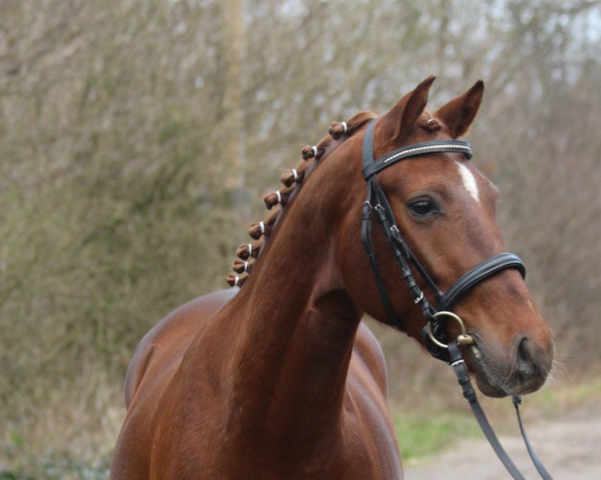 dressage horse Daddy's Rock Star (German Riding Pony, 2015, from Dance Star AT NRW)