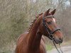 dressage horse Daddy's Rock Star (German Riding Pony, 2015, from Dance Star AT)