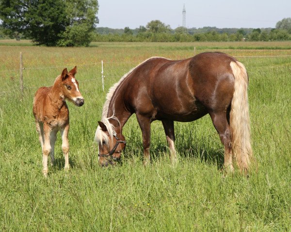 Pferd Wichtel S (Schwarzwälder Kaltblut, 2012, von Wildfuchs)