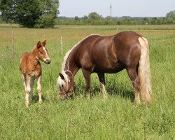 horse Wichtel S (Black Forest Horse, 2012, from Wildfuchs)