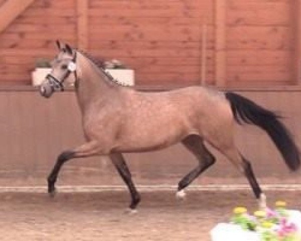 broodmare RM D-Darlin (German Riding Pony, 2014, from D-Day AT)