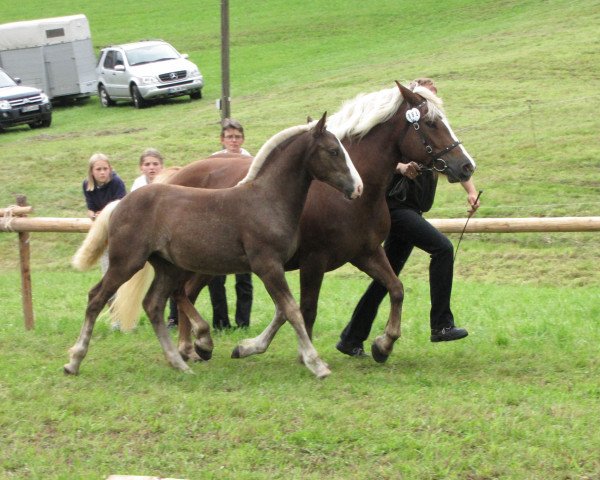 broodmare Feine Finessa (Black Forest Horse, 2011, from Feldsee)