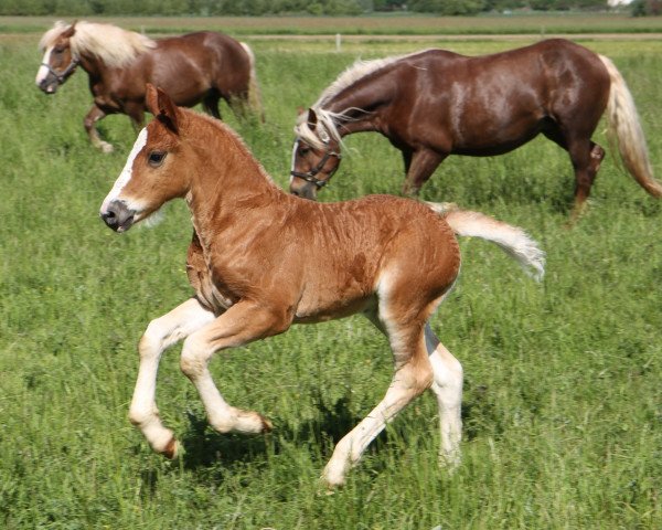 horse Veltin S (Black Forest Horse, 2012, from Vogt)