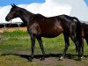 Zuchtstute Polasna (Russisch Trakehner,  , von Sagon)