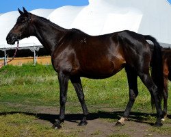 Zuchtstute Polasna (Russisch Trakehner,  , von Sagon)