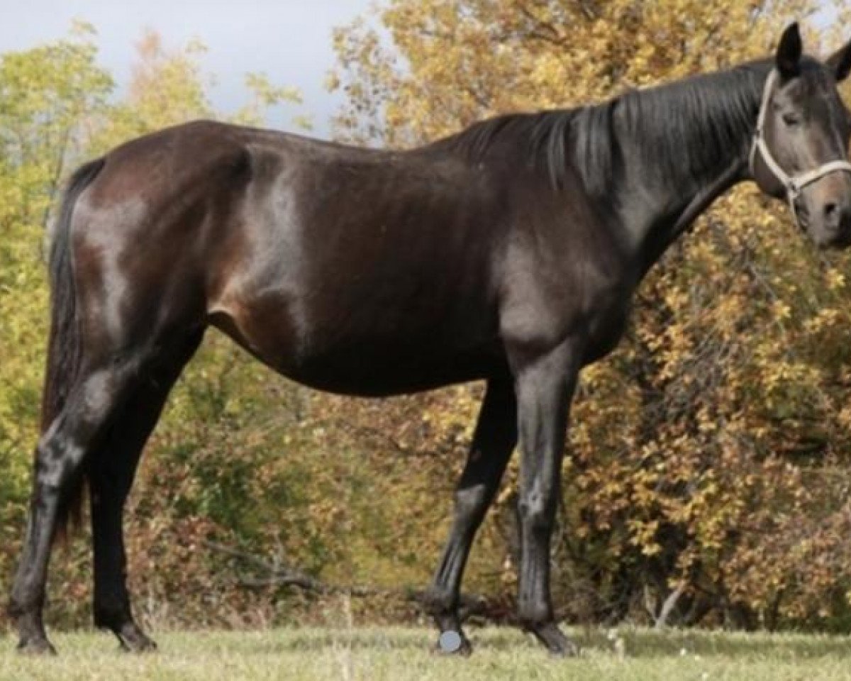 Zuchtstute Pachlava (Russisch Trakehner,  , von Chlorid)