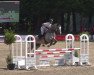 jumper Argentina von Rocherath (Zangersheide riding horse, 2011, from Arko III)