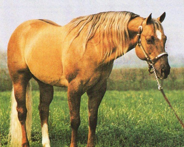 Deckhengst Jacs Little Pine (Quarter Horse, 1981, von Hollywood Jac 86)