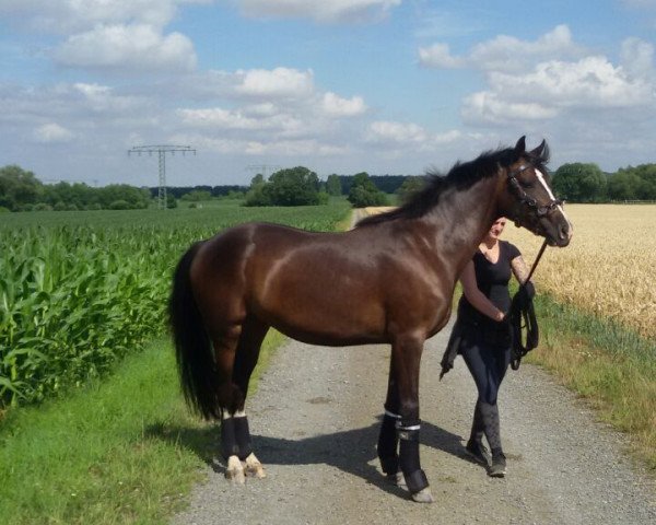 broodmare Claire de Lune (Klärchen) (German Sport Horse, 2014, from Christ)