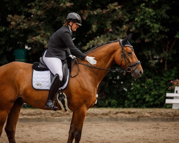 dressage horse Bekates Fourtyniner (Oldenburg, 2017, from For Dance)